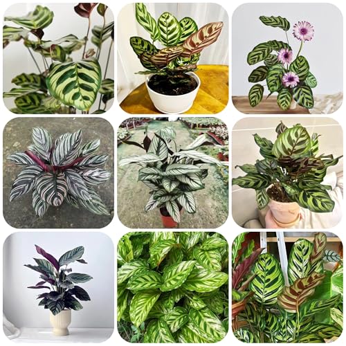 pflanzensamen zimmerpflanzen bonsai wohnzimmer exotische pflanzen, blumensamen, balkon dekoration, balkonpflanzen stauden blumenwiese dauerblüher, grünpflanzen, pflanzen für sonnige 200pcs pflanzensamen zimmerpflanzen bonsai wohnzimmer exotische pflanzen, blumensamen, balkon dekoration, balkonpflanzen stauden blumenwiese dauerblüher, grünpflanzen, pflanzen für sonnige 200pcs
