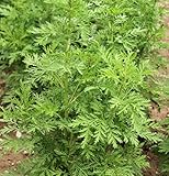 KVITER 1000 Sweet Wormwood (Artemisia Annua) Heirloom Seeds Non GMO Organic Herbs - Sweet Annie Fragrant Herb Seeds, a.k.a Sagewort/Chinese Wormwood Seeds for Herb Garden, Outdoor & Indoor Gardening