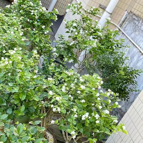 Semillas de jazmín - plantas de balcón resistentes - Serie de plantas raras - maceta Jazmín estrella resistente semillas de bonsái plantas decorativas plantas de jardín decoración 200pcs