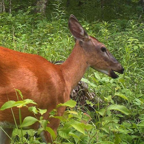 Still Stalking the Fawn of My Desire, Poetry Scrum 11-9-25