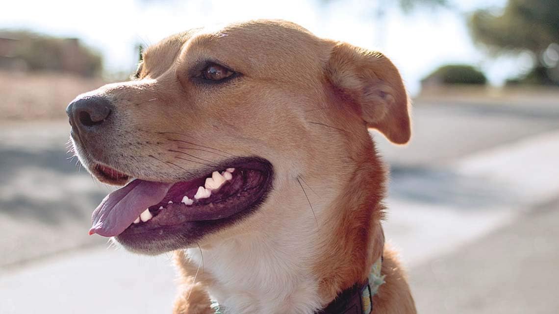 Dog Gum Health - Dog Teeth Health Formula - Advanced Support Complex - Overall Health - Dog Coq 10-2 Bottles (120 Tablets)