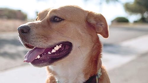 Miniatura 3 de Productos para el mal aliento para perros, fórmula para la salud de los dientes de perro, complejo de apoyo avanzado, salud general, coq10