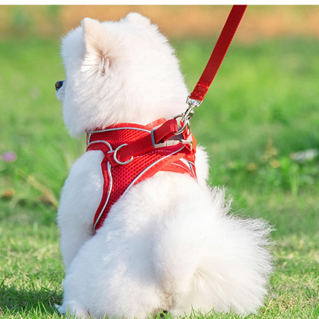 Amazon | 犬 小型犬 犬用 ハーネス 犬具 胴輪 レッド リードセット