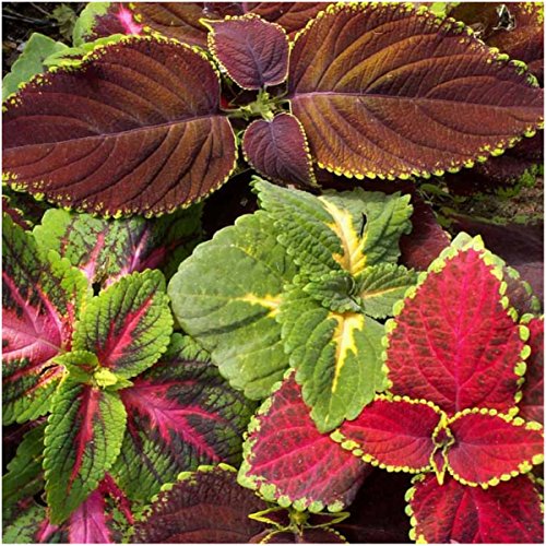 Seed-Needs-Rainbow-Coleus-Mix-Coleus-blumei-Twin-Pack-of-800-Seeds-Each Seed-Needs-Rainbow-Coleus-Mix-Coleus-blumei-Twin-Pack-of-800-Seeds-Each