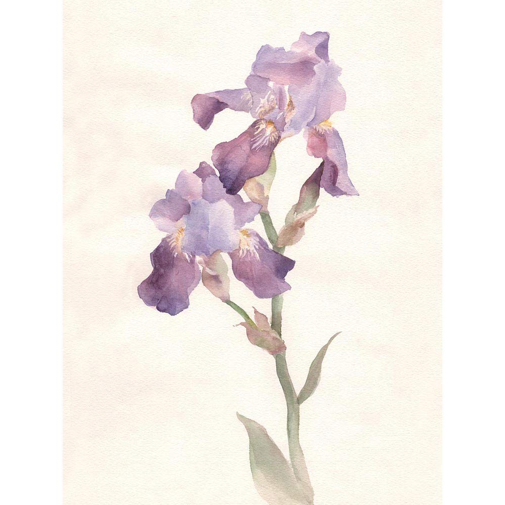 Wee Blue Coo Flower Violet Iris Watercolour Art Print Poster Wall Decor 12X16 Inch