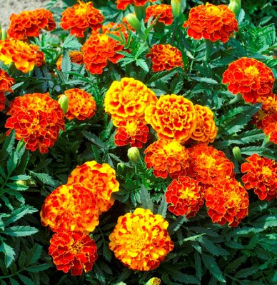 Creative Farmer Flower Seeds French Marigold-Nana Bonita Mx Flower Seeds For Home Garden-100 Seeds (B01LYOPO9P) Amazon Price History, Amazon Price Tracker