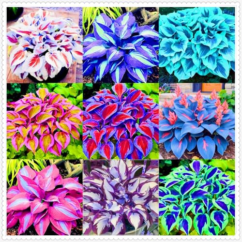 Hosta Pflanze Winterhart