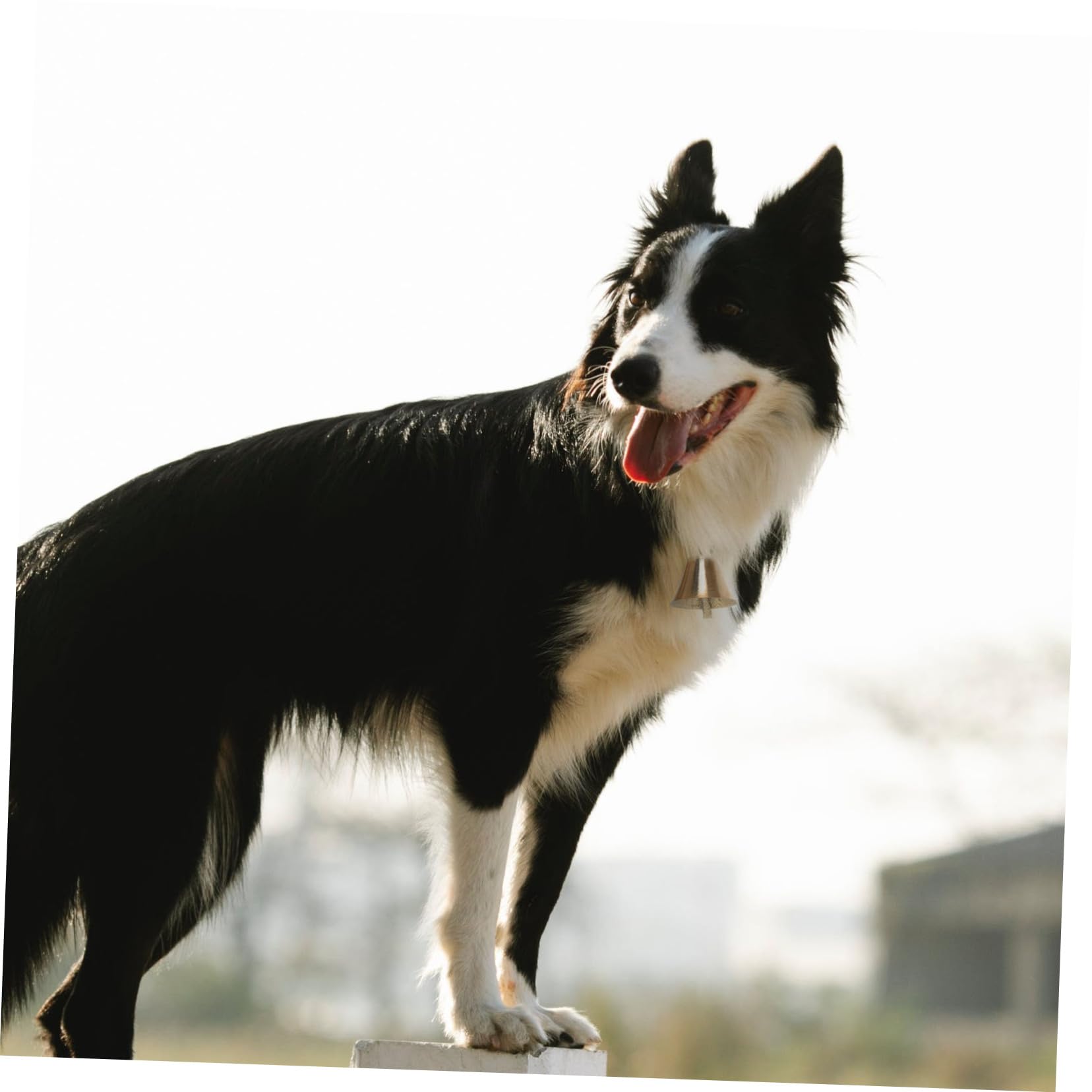 HOOTNEE Classic Vintage Brass Bells 5pcs Livestock Hanging Bells Pet Noise Deterrent Christmas Decor Retro -Saving Design