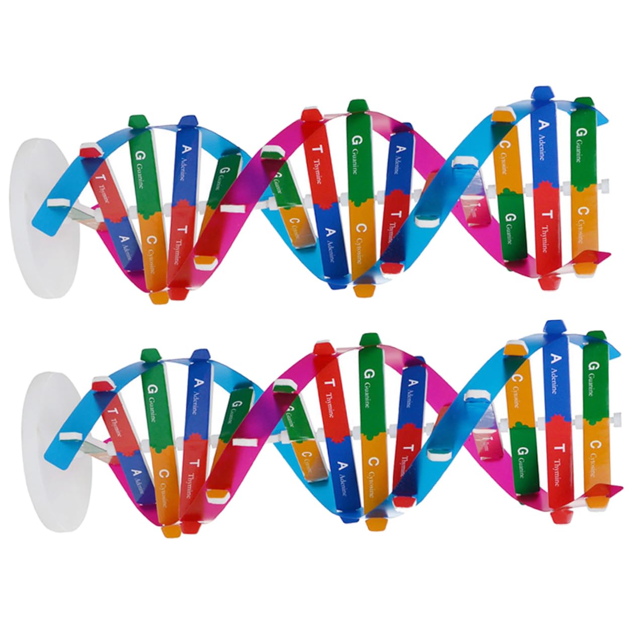 Amazon | EXCEART 組立式dna二重らせんモデル 13インチ 科学教育教材