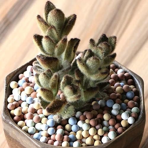 Miniatura 3 de Suelo de jardín, guijarros de arcilla, jardinería, cerámica, orquídea, rocas, drenaje, purificación de agua, decoración de cerámica, cultivo, piedra