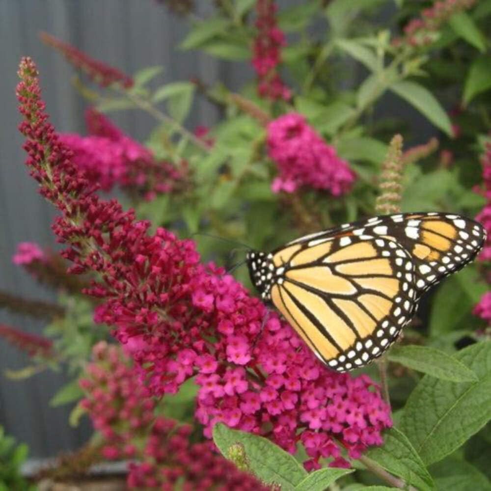 Miss Molly Butterfly Bush, 3 Gallon