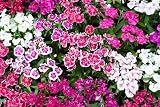 500 Mixed Chinese Pinks China Rainbow Pink Dianthus Chinensis Bicolor Flower Seeds