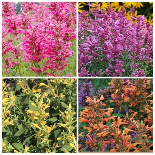 50pcs Hummingbird Mint (Agastache) Arizona Sandstone Seeds High-Germination Perennial Flower Seeds Fragrant Heat & Drought-Tolerant Garden Plant