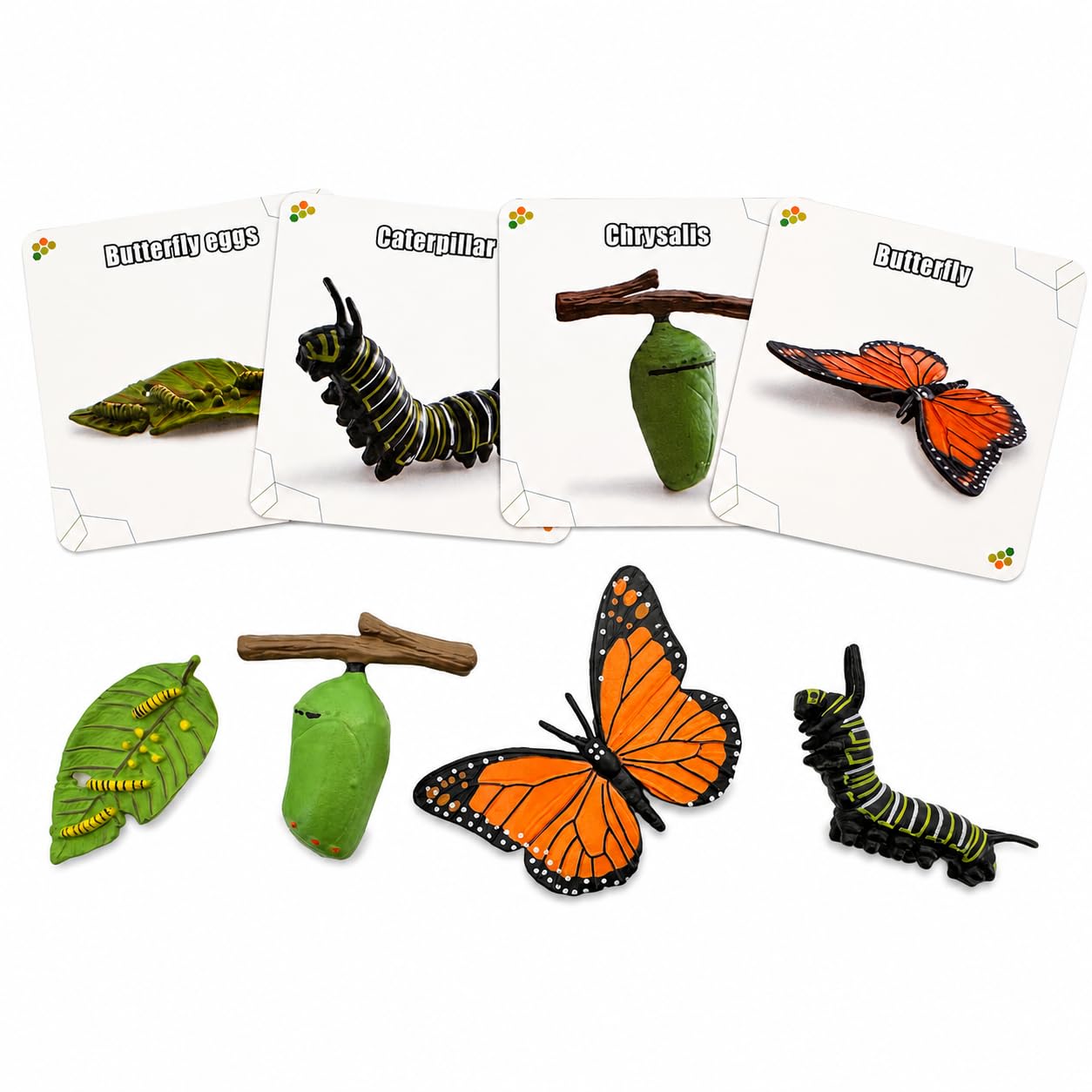 Montessori Life Cycle Animal Figures with Flash Cards, Lifelike Animal Growth Cycle Biological Model Set (Butterfly)