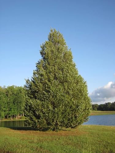 150 Seeds Eastern Red Cedar Junipers Seeds Juniperus Virginiana Eastern Juniper, Red Juniper Grown In Illinois Farm #TOP4