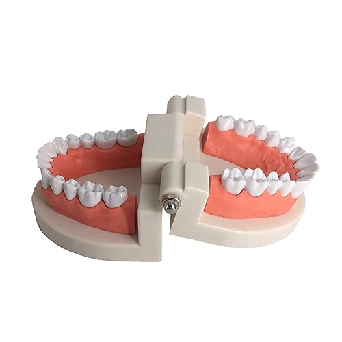 Miniatura 5 de Paquete de 2 modelos de dientes estándar, suministros de estudio de enseñanza dental para adultos, modelo de dientes de demostración estándar de