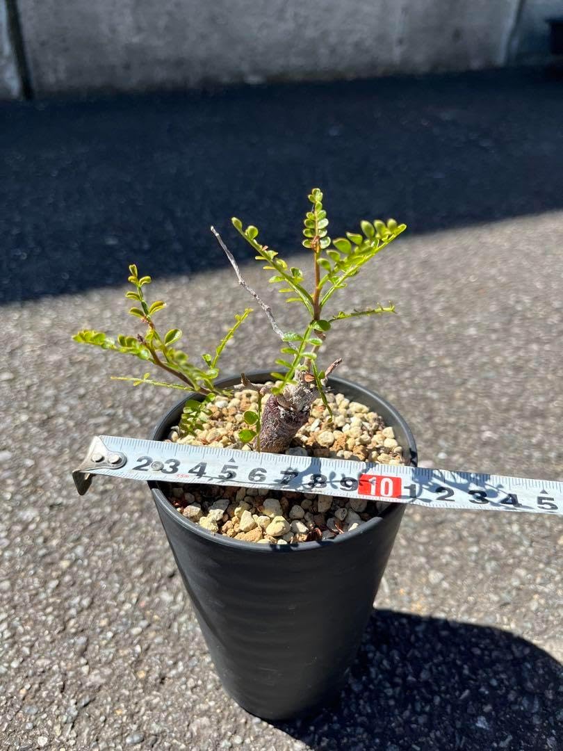 オペルクリカリア・パキプス(根挿し)No2 オペルクリカリア・パキプス(根挿し)No2 オペルクリカリア パキプス