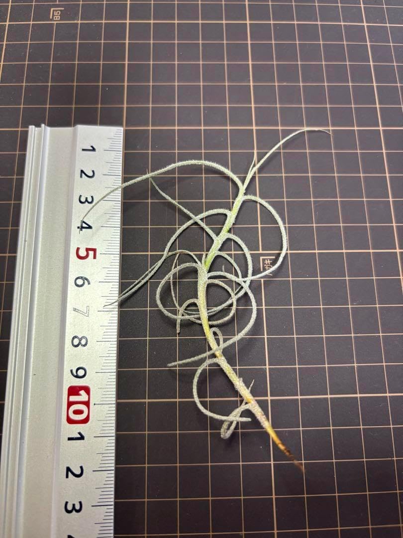 マレモンティ 芳香種 エアープランツ チランジア