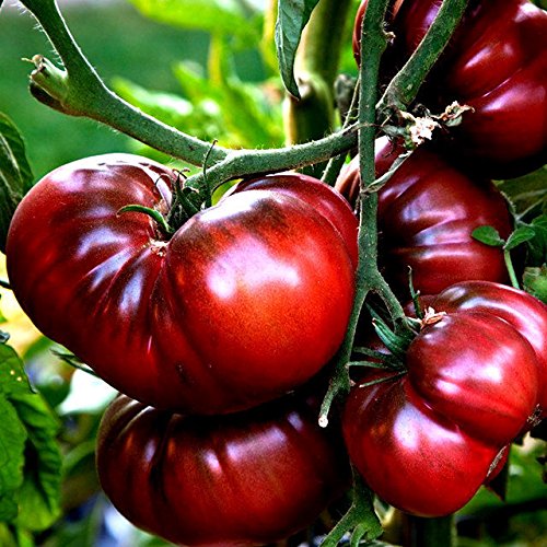 Semillas de tomate Schwarz Krim Paquete de 500 semillas
