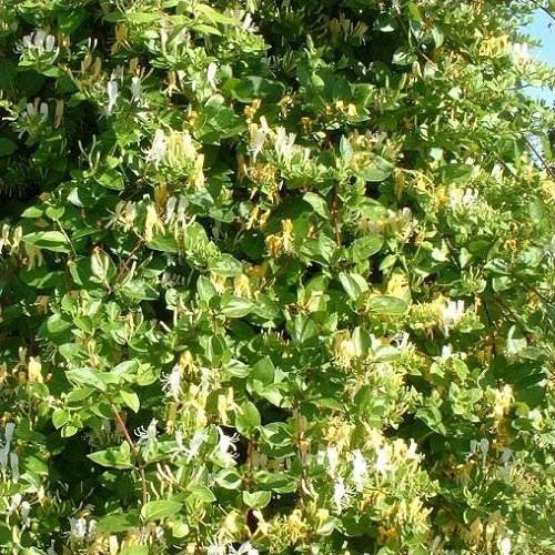 Geissblatt Halliana (Lonicera) - Kletterpflanze - Gelb - Immergrn,  Mehrjhrig & Winterhart | 1,5 Liter Topf : Amazon.de: Garten