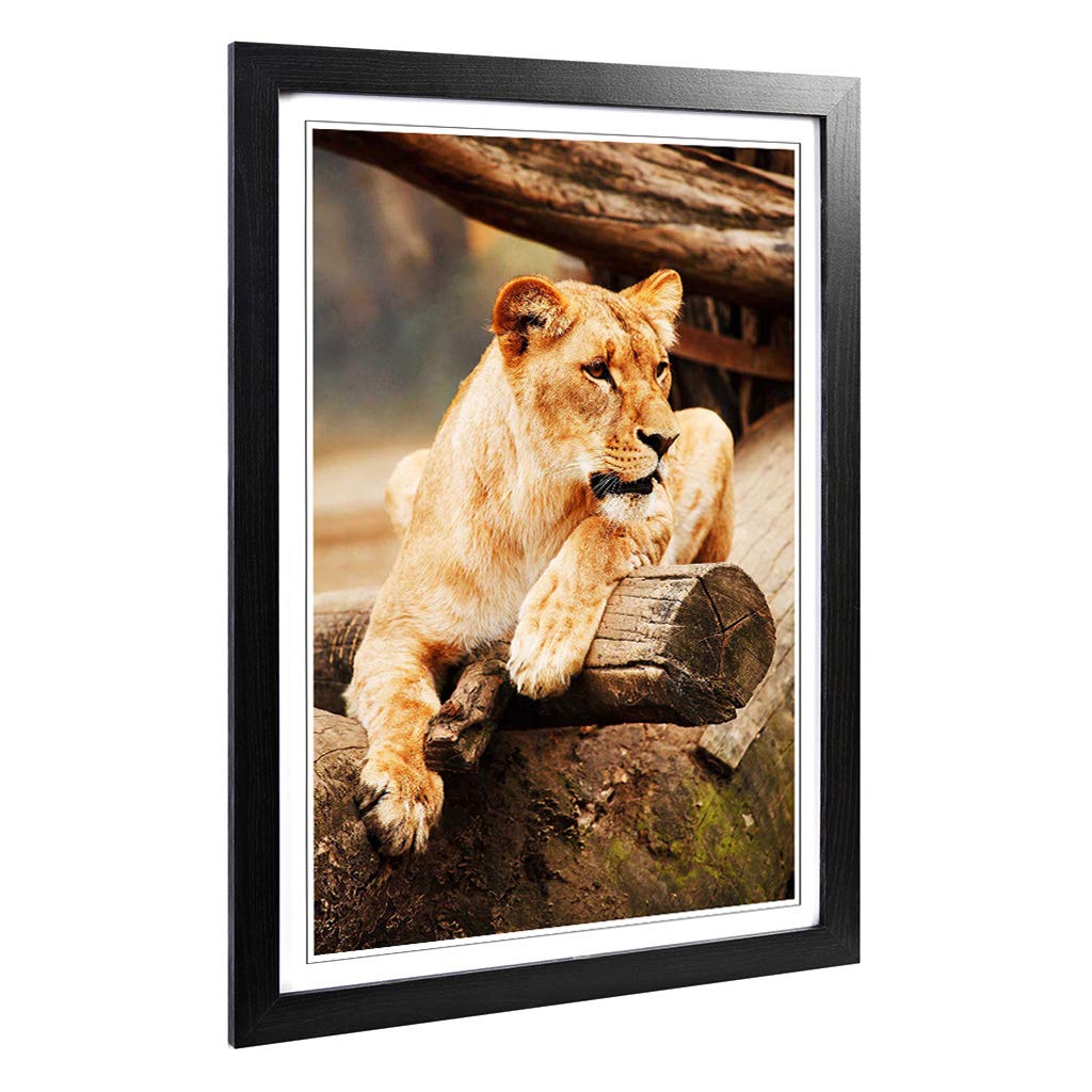 Big Box Art Framed Print of Lioness Lion Design | Wall Art Picture | Home Decor for Kitchen, Living, Dining Room, Lounge, Bedroom, Hallway, Office, Black, A2 / 24.5x18 Inch / 62x45cm