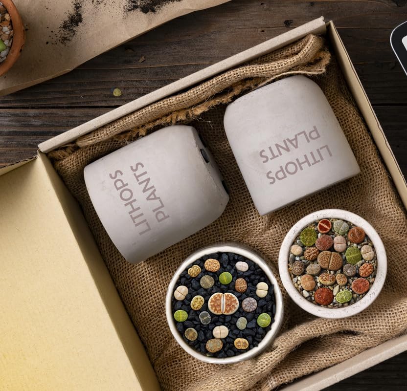 Miniatura 4 de Lithops - Mezcla de plantas vivas Lithop, plantas suculentas a granel, 15 piezas de piedra viva de roca viva, plantas vivas de gran tamaño, jardín