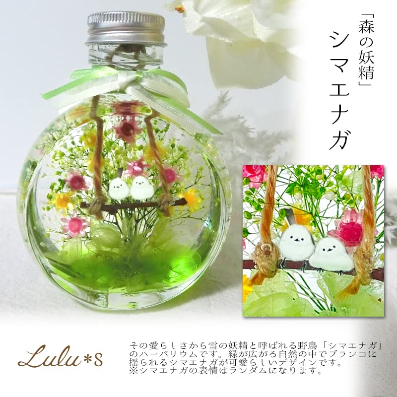 Amazon.co.jp: Lulu's: ハーバリウム Amazon.co.jp: Lulu's: ハーバリウム
