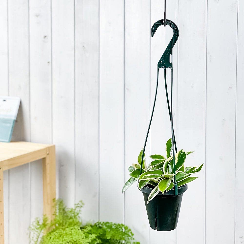 Amazon.co.jp: PLANCHU 観葉植物 ホヤ カルノーサ バリエガータ 4号