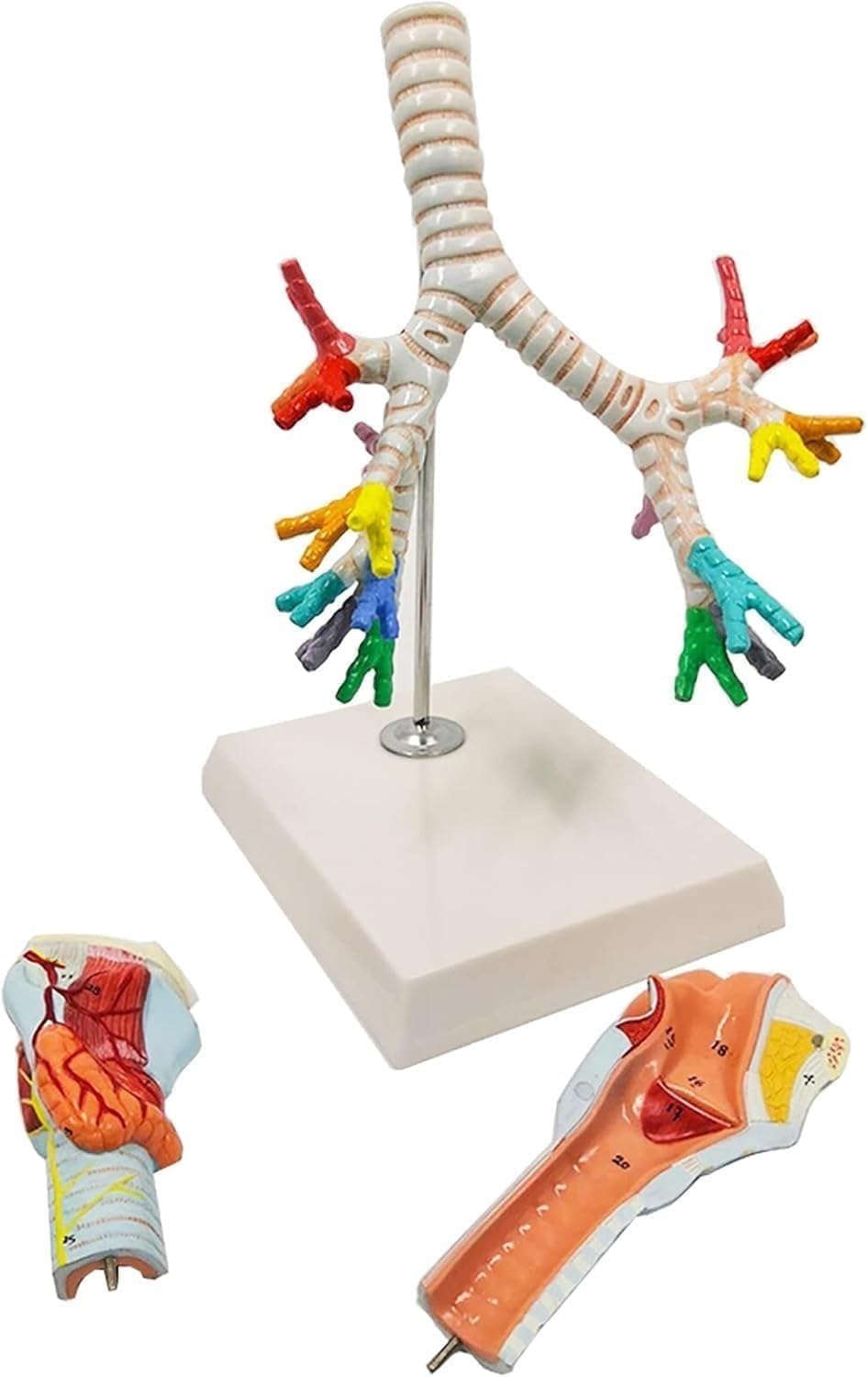 Life Size Larynx Trachea and Bronchi Model, Lung Bronchus Anatomy Model, Human Respiratory System Medical Teaching Aids, Detachable 3 Part, Clear Texture, for Learning, Display