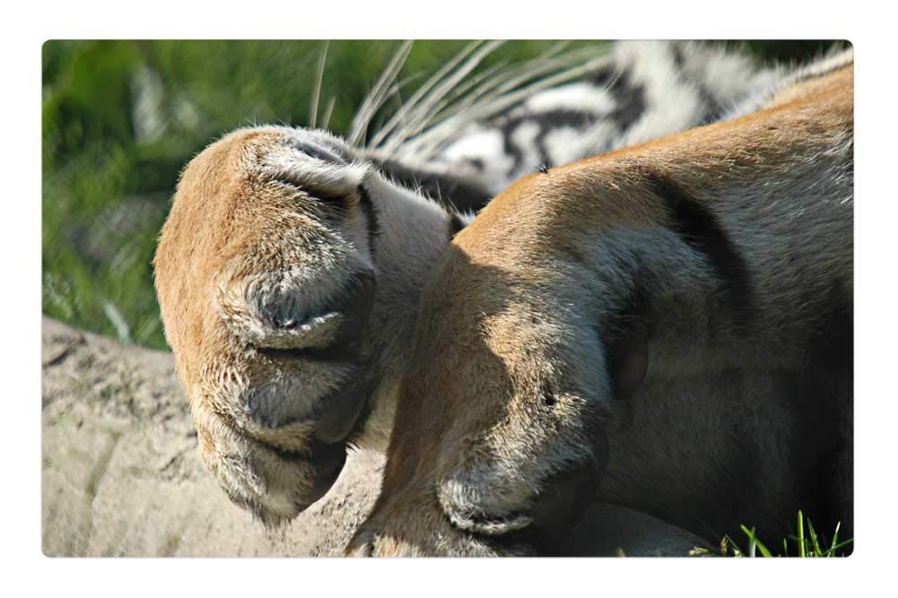 Doormat Floor Rug/Mat (23.6 x 15.7 inch) - Tiger Paw Nap Lying Claws Rest Idleness Feline
