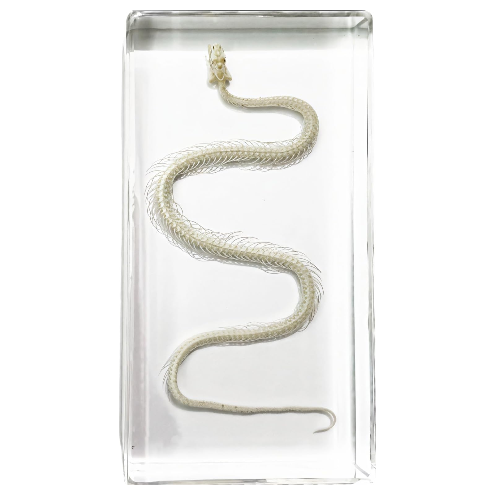 Esemplare di scheletro di serpente in blocco acrilico, modello serpente in vera resina, decorazione decorativa a serpente, strumento educativo