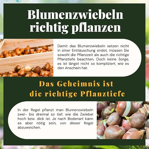 Traubenhyazinthe Zwiebeln COOTO Garden 50 Stück
