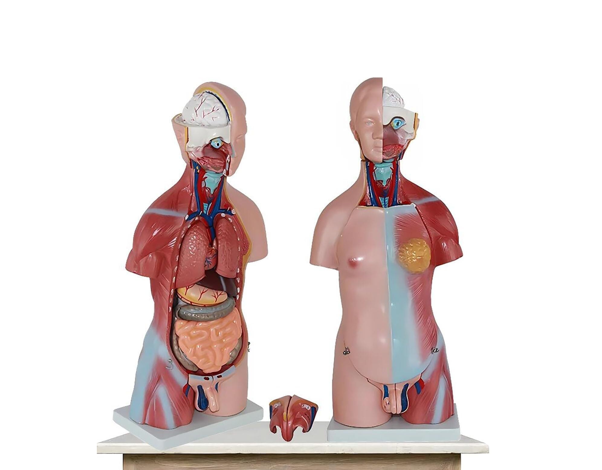 Model anatomiczny ludzkiego tułowia o długości 45 cm z 23 wymiennymi częściami do nauki 1 szt