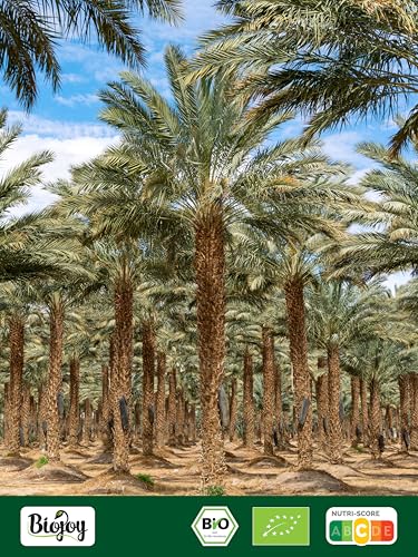 Biojoy BIO-Medjool Datteln aus Israel (1 kg), getrocknet und ganz, ungeschwefelt, Large