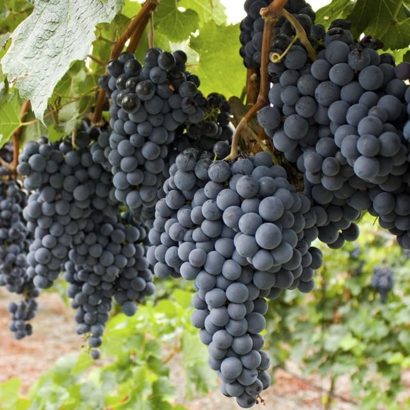 Amazon.com : Grape Vine Plant Live for Planting Outdoor