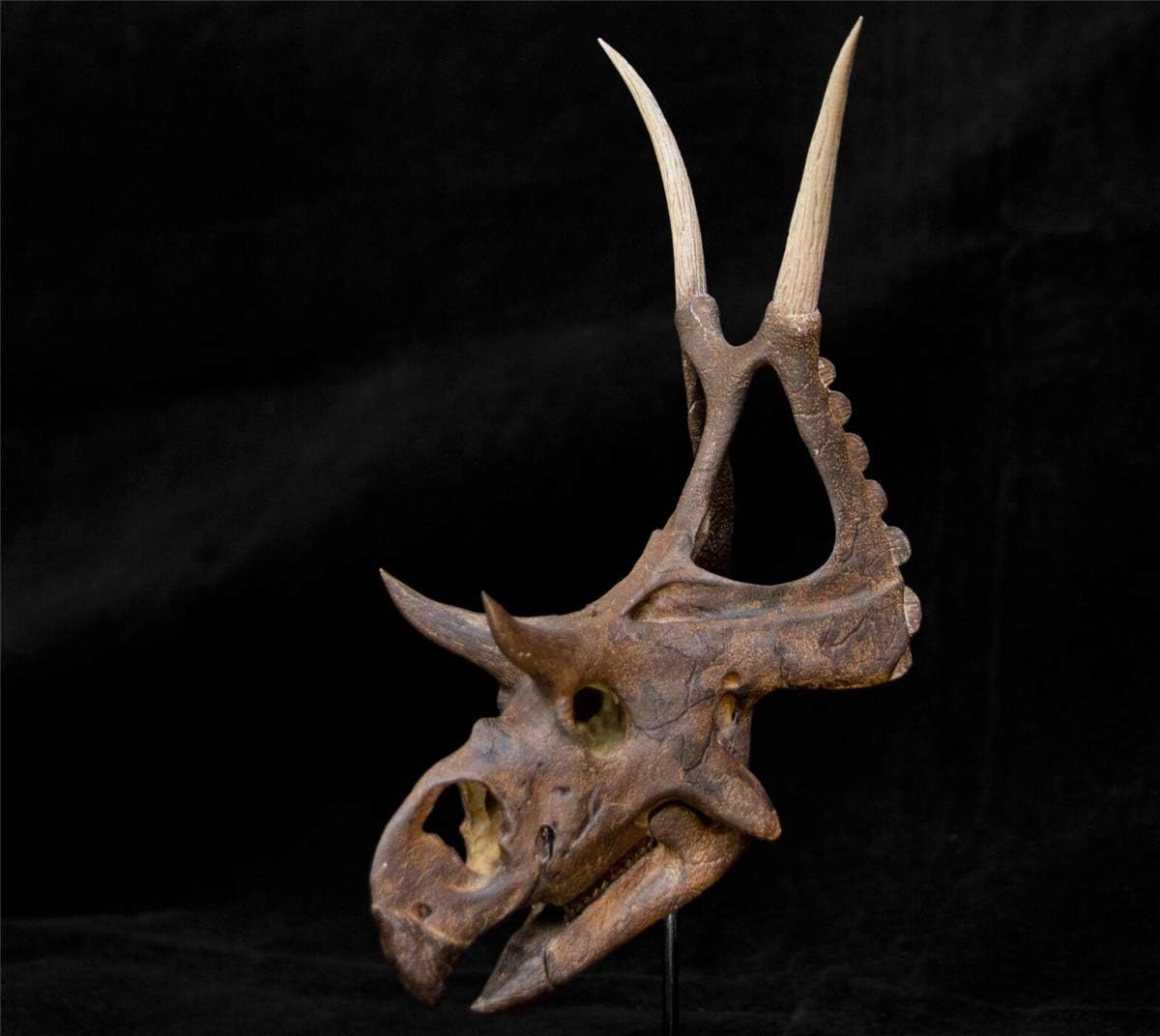 VWUVWU Diabloceratops Skull Statue Ceratopsidae Dinosaur GK Animal Figure Realistic Resin Model Toys Collector Decor Gift for Adult