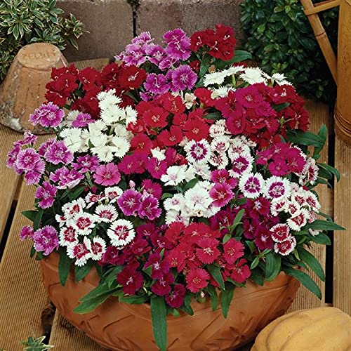 Zabbus Seeds Dianthus Mixed Colour Flower Seeds Hybrid F1 Seeds for Home Garden All Season (50 Seed) (B0BH1HX581) Amazon Price History, Amazon Price Tracker