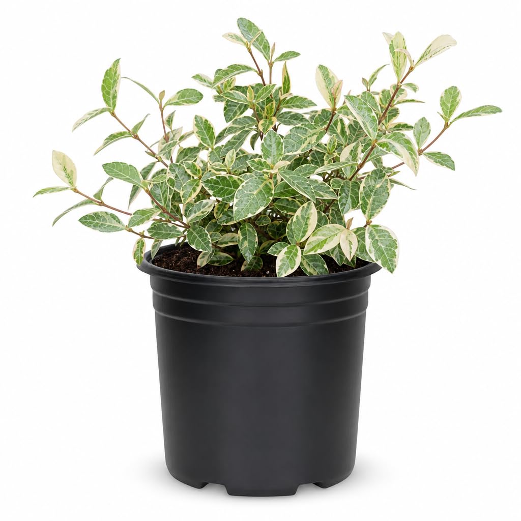 Amazon.com : Jasmine Asiatic Variegated Plants | 30 Large 4 Inch