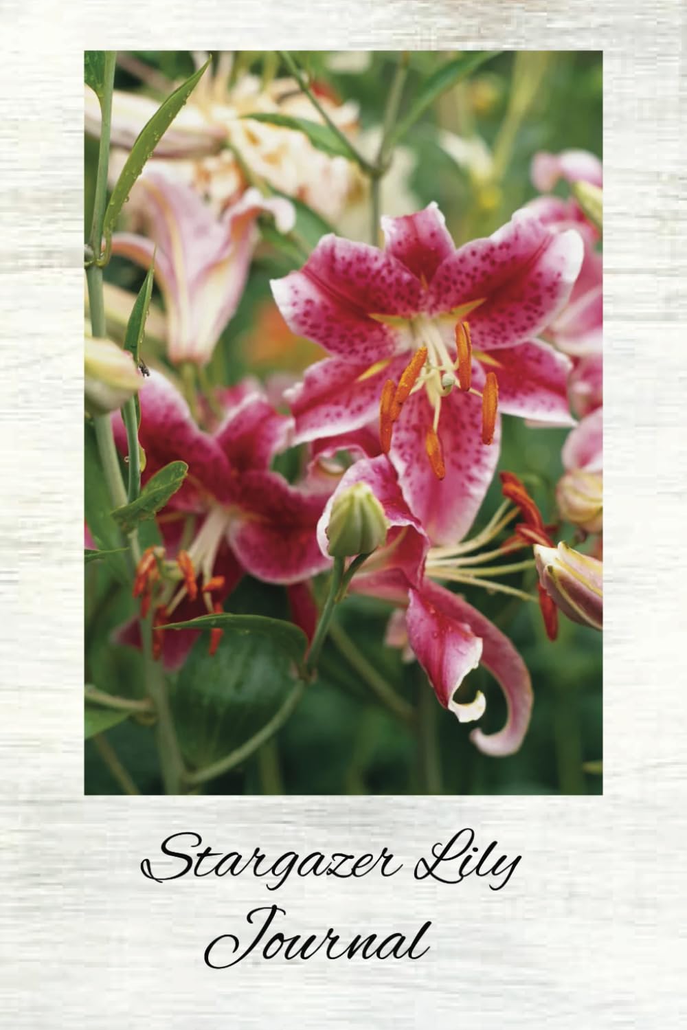 Stargazer Lily Journal: Another Oriental Hybrid With Flowers Face Upward