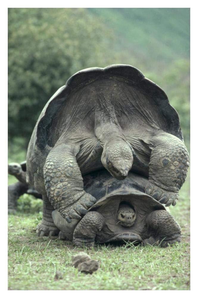 Global Gallery Galapagos Giant Tortoises mating, Alcedo Volcano, Galapagos Islands-Paper Art-14"x20"