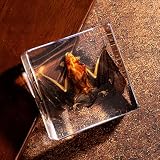 Taxidermy Bat in Resin, Realistic Wet Specimen Oddity Gift for Goth Lovers & Weird Decor Fans, Chibiubiu Oddities & Curiosities - Birthday Gifts for Men Women (3x3 Inch)