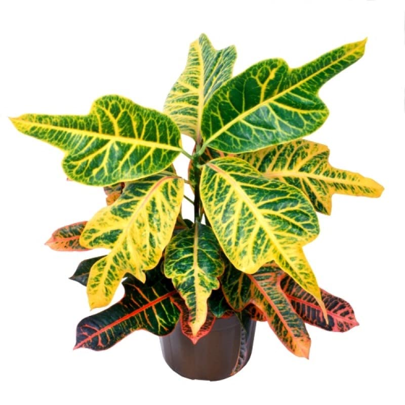 Go4plants Air Purifier Croton Variegatum Duck Foot Healhty Live Plant with pot (B0BGLYPJ16) Amazon Price History, Amazon Price Tracker