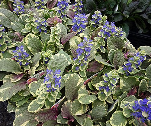 植えっぱなしokの多年草 宿根草 おすすめの花37選