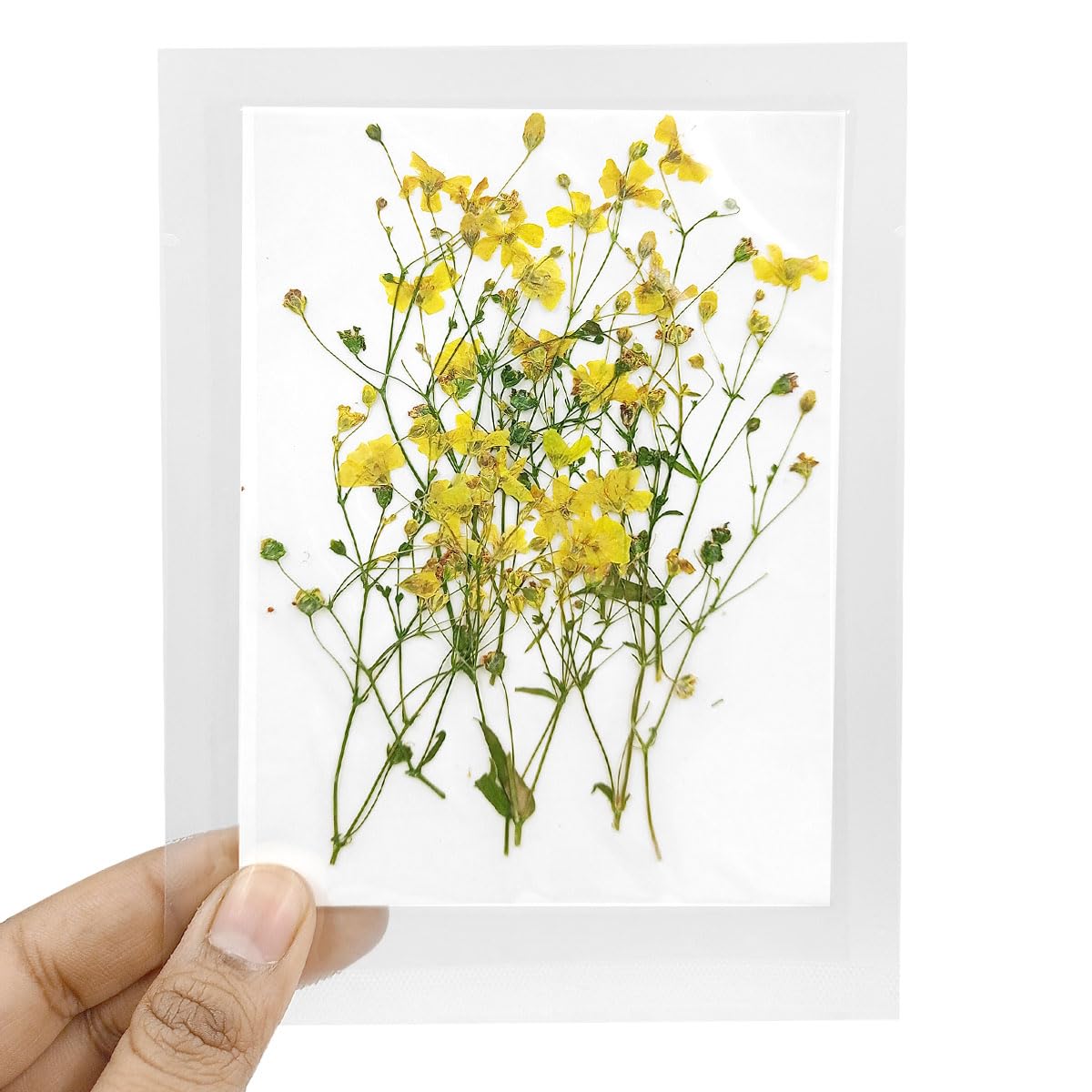 YellowCult Natural Real Dried & Pressed Flowers Sheets for Art Craft - Mixed, Multicolor for Soap, Candle, Journal, DIY, Resin Jewelry, Pendant-[Xiaa Grass-Yellow]-image-34