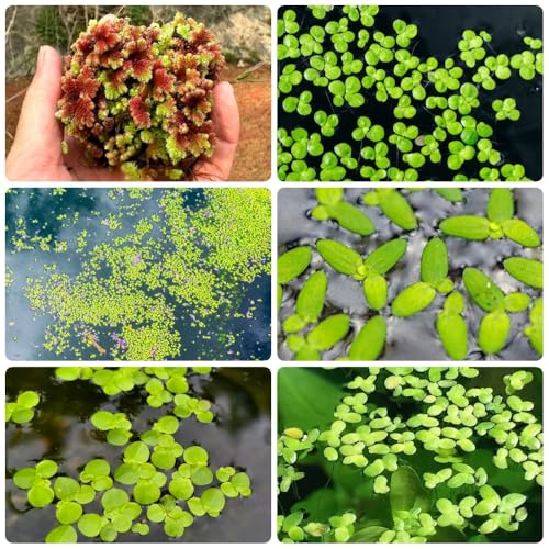 Semillas de lenteja de agua para estanques, acuáticas para acuarios semillas de acuario raras, de estanque acuario de acuáticas semillas para 300pcs