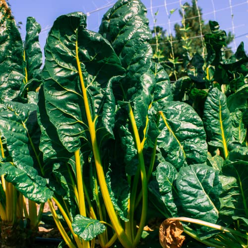 Vegetable Garden Seed Can - 50,000+ Seeds - 16 Seed Varieties For Long Term Storage, Emergency Supply, Survival - Includes Tomato, Pepper, Squash, Cucumber, Lettuce, Carrots, & More - No. 10 Can #TOP3