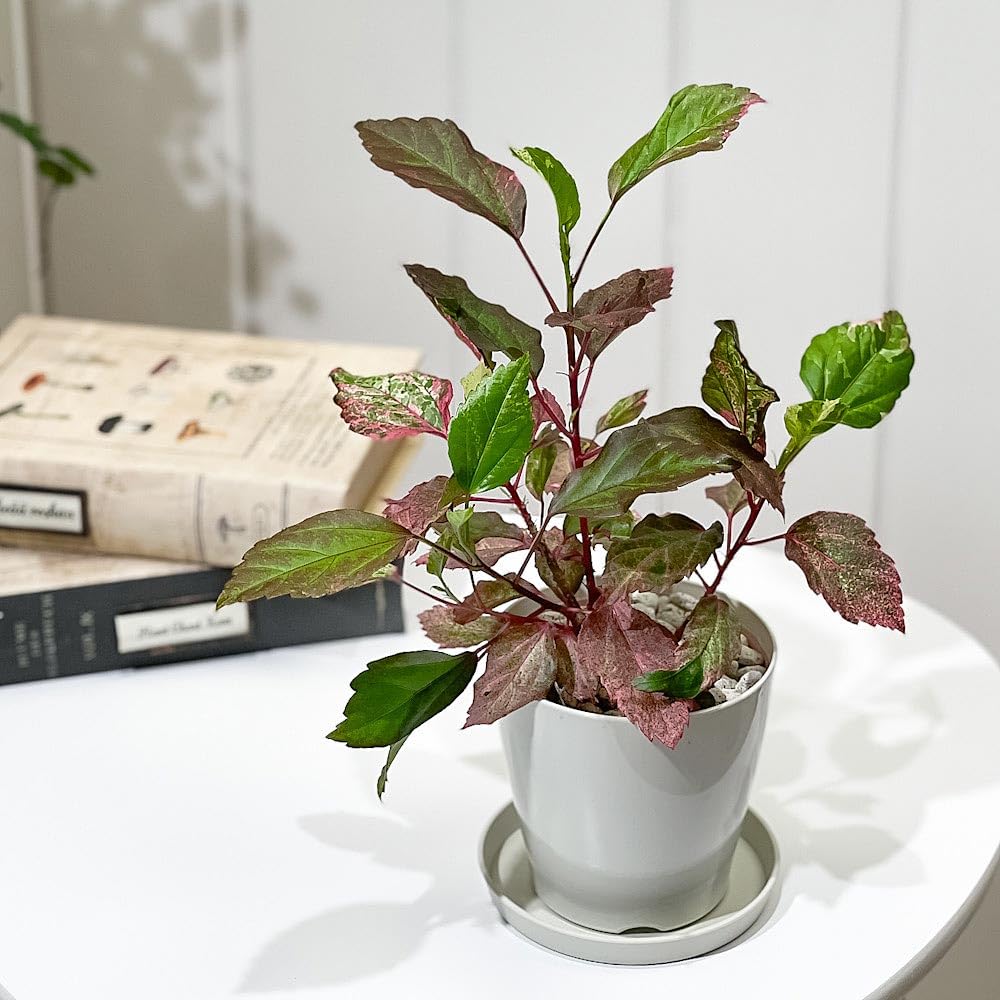 ハイビスカス様のお部屋 ハイビスカス 10372 | The Botanical Collection |レゴ®ストア