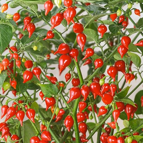 KVITER 25 Sweety Drop Peppers Seeds (Capsicum Chinense) – Pimenta