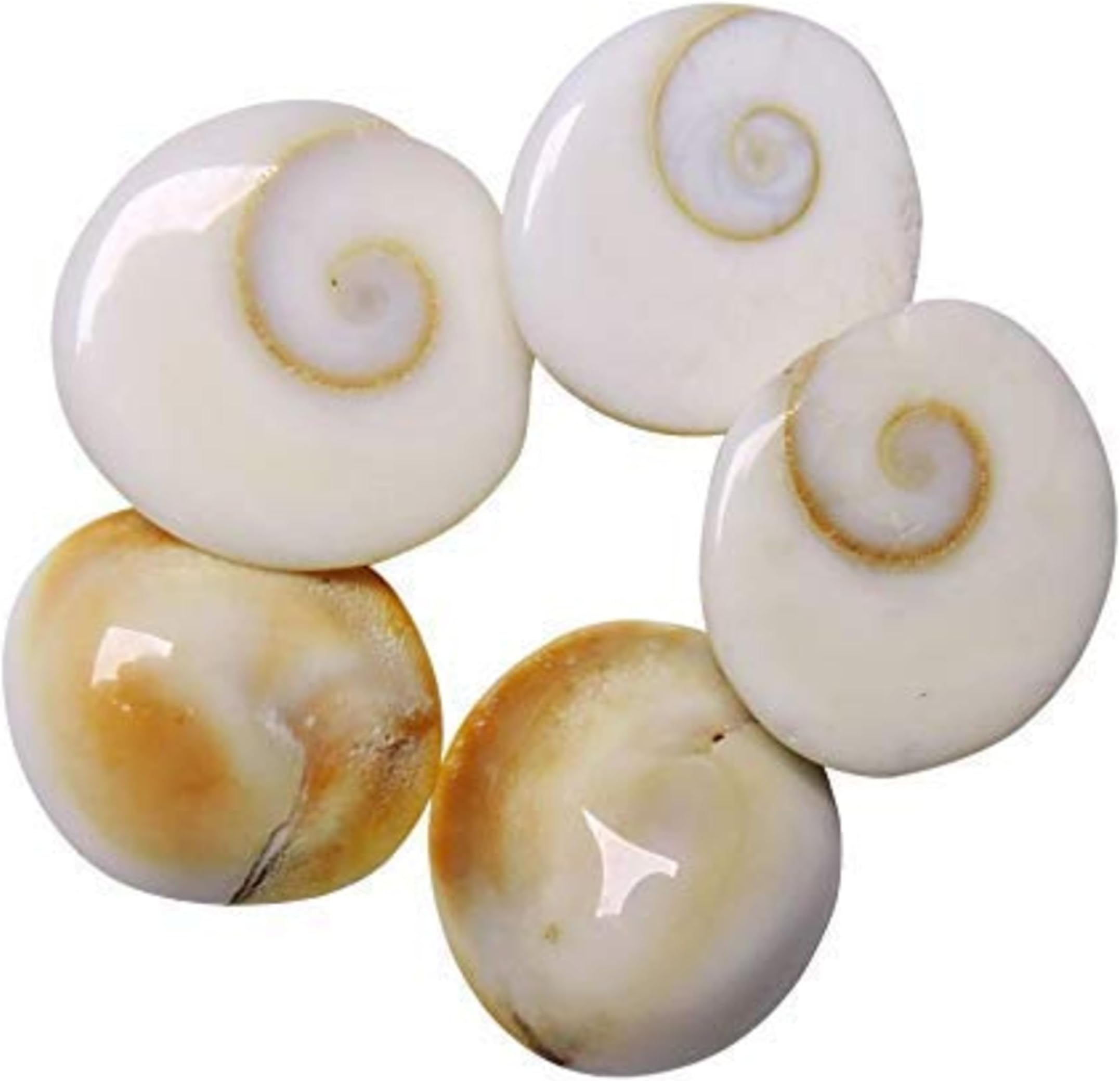 Gomti Chakar | Natural Sacred Gomti Chakra | Pure Spiritual & Healing Stone for Pooja, Vastu, and Feng Shui | Authentic, Handpicked | 11 Pieces (Pack)