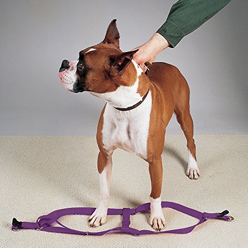 Guardian Gear Nylon 2-Step Dog Harness, Fits Chests 15" To 25", Sparkling Grape #TOP1